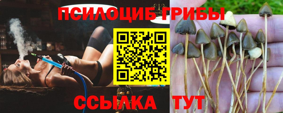 Междуреченск  Галлюциногенные грибы Psilocybe  сколько стоит  Вход с VPN 